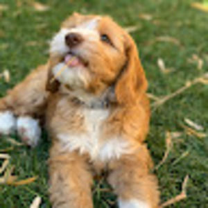 Meet your Posher, Luca